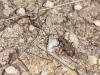 Cicindela maroccana